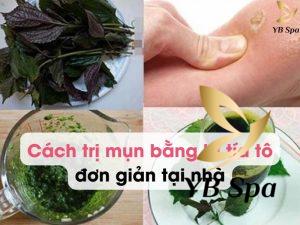 Cách trị mụn bằng lá tía tô đơn giản và hiệu quả tại nhà
