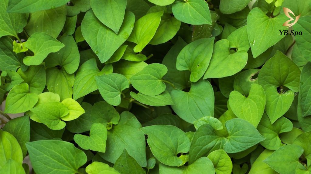 Tri Mun Bang Rau Diep Ca