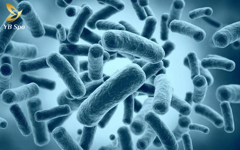 Cẩm nang trị mụn viêm đỏ an toàn, hiệu quả từ chuyên gia 31 Vi khuẩn P. acnes phát triển mạnh