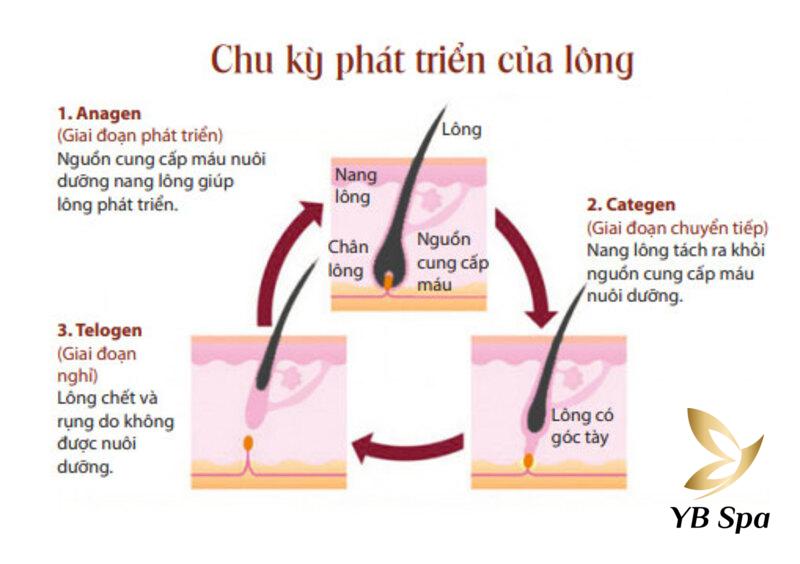 Giải Đáp Thắc Mắc: Triệt Lông Bằng Laser Có Mọc Lại Không? 20 Chu kỳ phát triển của lông (Nguồn: Internet)