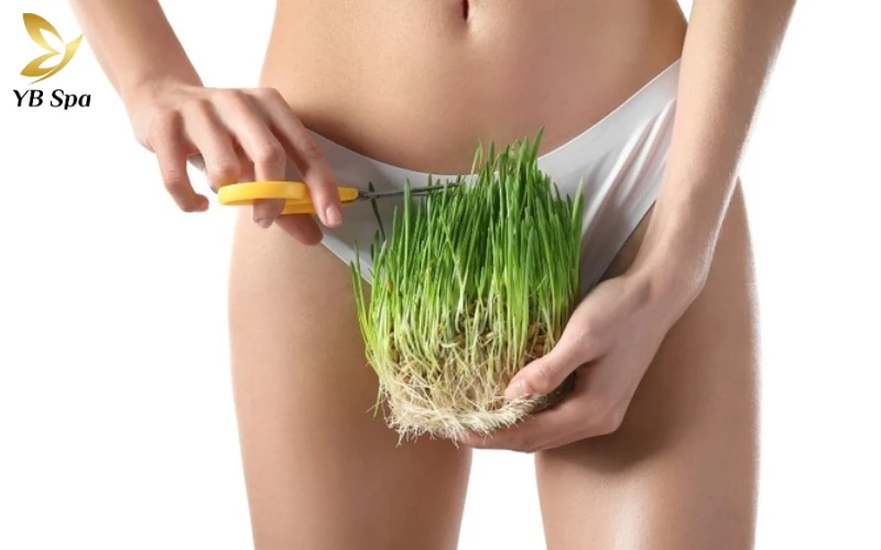 Triệt lông bikini là gì?