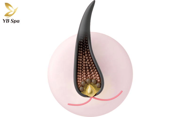 Độ dày và màu sắc của nang lông chính là yếu tố quyết định mức độ cảm nhận nhiệt năng trong suốt liệu trình