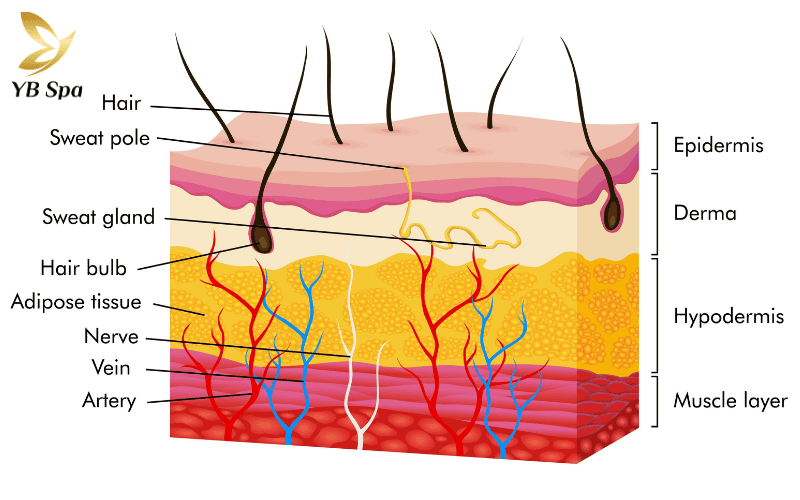 Nhờ bước sóng đặc hiệu, năng lượng ánh sáng chỉ "tìm và diệt" các tế bào mầm nhú nang lông, đảm bảo an toàn tuyệt đối cho lớp biểu bì phía trên