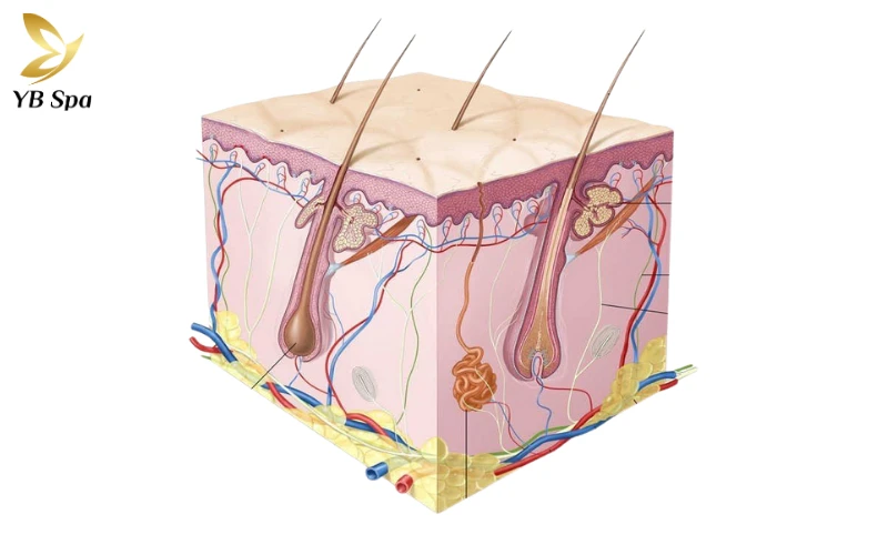 Tình trạng sợi lông
