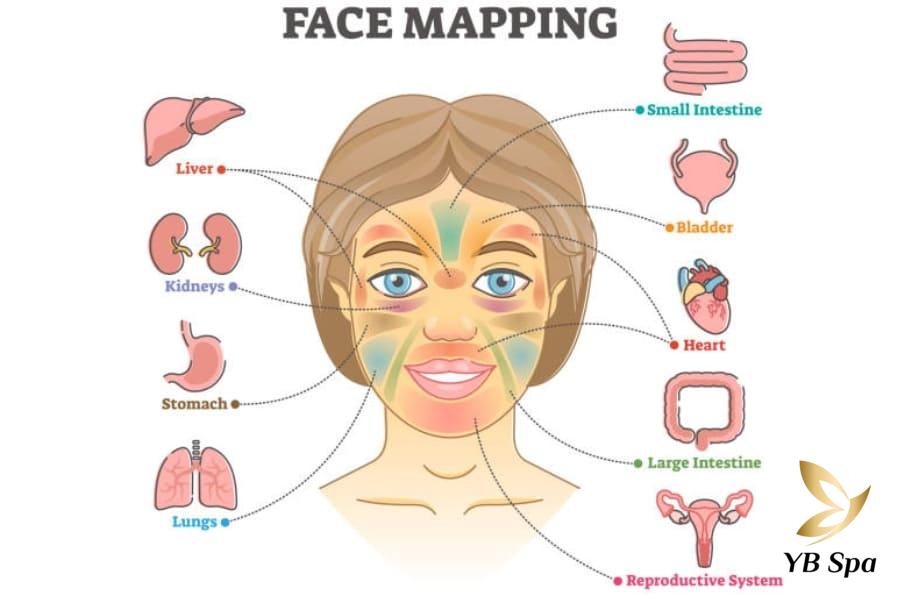 Các vị trí mụn trên mặt của bạn nói lên điều gì về sức khỏe? 26 mỗi vị trí mụn trên mặt sẽ phản ánh những vấn đề sức khỏe khác nhau.