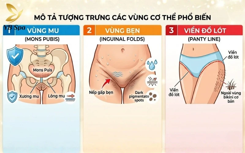 Nhận diện chính xác 3 phân vùng cấu thành giúp bạn có chế độ chăm sóc và thẩm mỹ chuyên biệt cho từng vị trí nhạy cảm