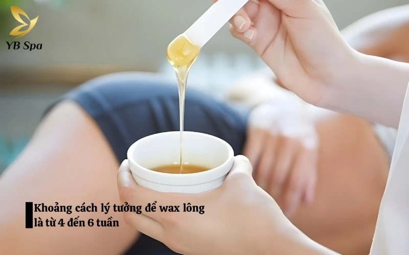 Khoảng thời gian từ 4 đến 6 tuần là thời điểm vàng để thực hiện lần wax tiếp theo, đảm bảo lông đủ độ dài và da đã phục hồi hoàn toàn