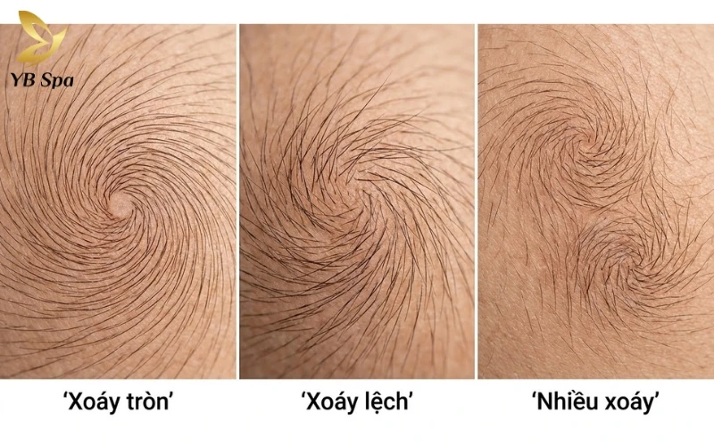 Hình dáng và số lượng xoáy ở lưng là những chỉ dấu phản ánh sự chính trực, lòng quyết tâm hay sự đa tài của một cá nhân